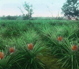 Ananasplantage auf Jamaika : Weltreisen. Ananasplantage auf Jamaika