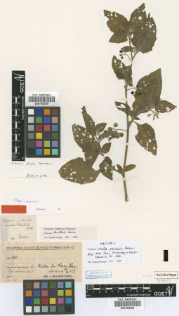 Solanum insulae-paschalis Bitter [syntype]
