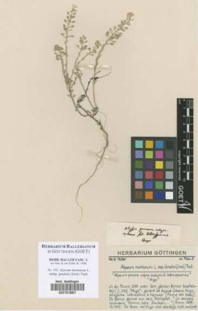 Alyssum montanum L. subsp. gmelinii (Jord.) Thell.