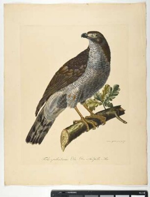 Falco Opalumbarus. Lin. Der Stokfalke. Mas. - Stockfalke. Accipiter gentilis; mas. - Zeichner und Stecher: Ambrosius Gabler