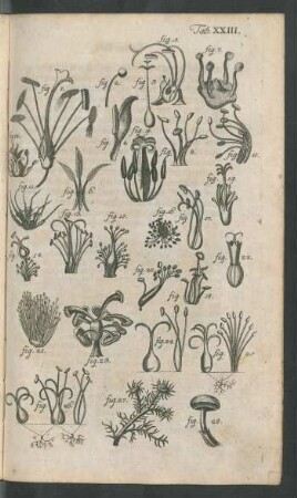 Tab. XXIII. fig. 1. - fig. 28.
