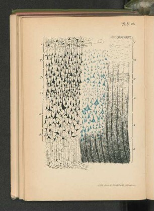 Tab. 19.