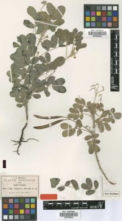 Cassia longicoma Greenm. [syntype]