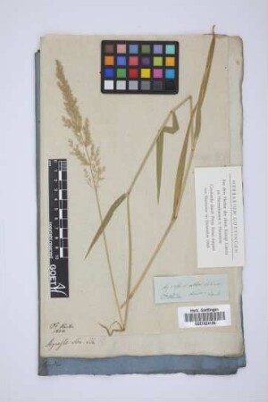 Agrostis alba