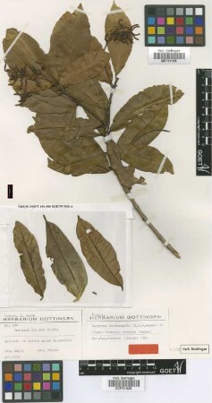 Vochysia arcuata Garcke [syntype]