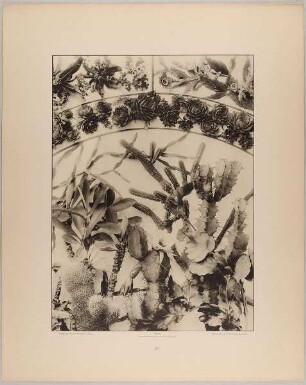 87. Füllungen, Borte und decorative Gruppe aus Mittagsblume, Aasblumen, Wolfsmilcharten, Hauswurz und Kakteen