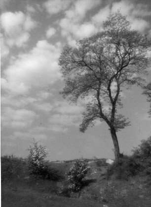 Wolkenbilder. Einzelner Baum vor Wolken