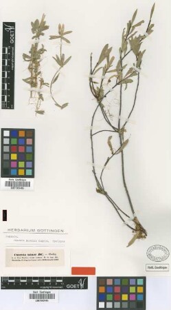 Cuscuta minor DC.