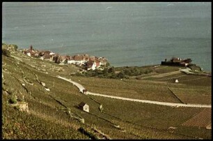 Genfer See: Weinberge am See, von oben