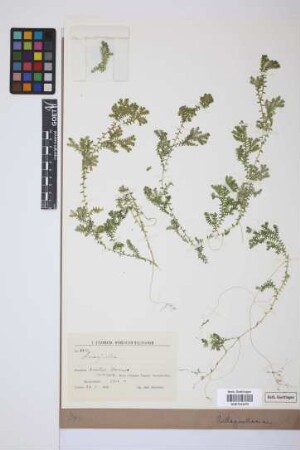 Selaginella P. Beauv.