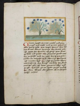 Kräuterpflanze: Cyorea (Cichorium intybus = Zichorie, Wegwarte / Asteraceae) / Sonnenwirbel; (aus Konrads von Megenberg "Buch der Natur")