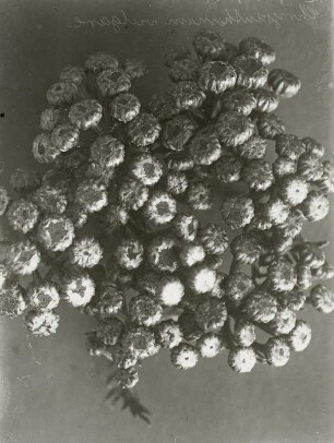 Blütenstand des Rainfarn (Chrysanthemum vulgare)