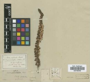 Erica rostrata Bartl. [type]