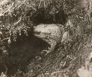 Erdkröte (Bufo bufo-Komplex) im Schlupfwinkel
