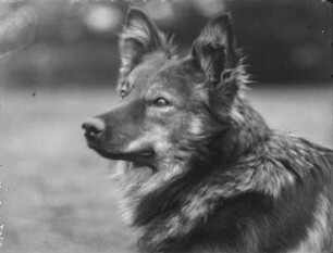 Deutscher Schäferhund : Portrait eines Schäferhundes mit dem Namen Wolf.