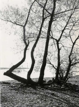 Bäume am Ufer