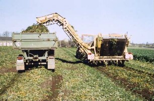 Kartoffelrodelader E 684 zur Sellerieernte