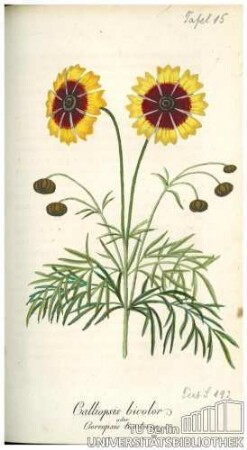 Calliopsis bicolor oder Coreopsis tinctoria
