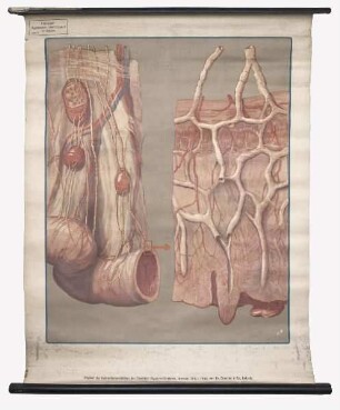 Schulwandbild Biologie (Biologisch-hygienisches Unterrichtswerk für Schulen, Tafel 12)