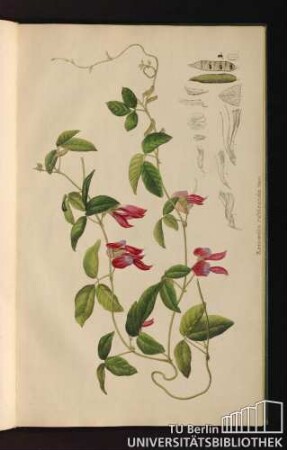 [Tab. 73.] Kennedia rubicunda Vent.