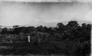Landschaft und Kilimandscharo : Blick über die Baumwipfel auf den Kilimandscharo