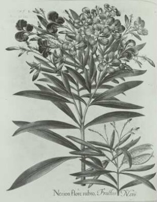 Besler, Basilius und Hieronymus: Oleander (Nerium oleander)