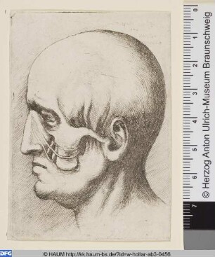 Anatomische Studie, Kopf eines Mannes
