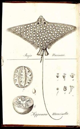Raja Narinari. Hippomane Mancinella.
