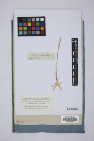 Panicum repens L.