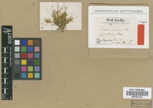 Entodon aurescens Hampe [isotype]