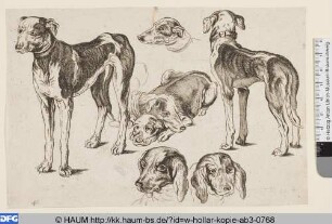 Jagdhunde und Hundeköpfe