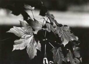 Berg-Ahorn (Acer pseudoplatanus). Zweig