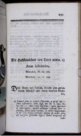 Die Halsbandänte von Terre neuve. Anas histrionica.