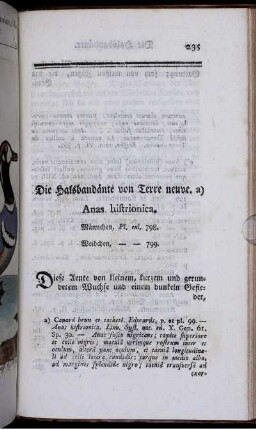 Die Halsbandänte von Terre neuve. Anas histrionica.