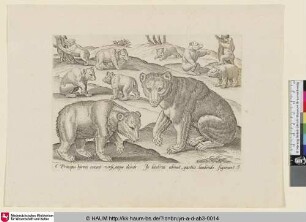 [Bears; Bären]