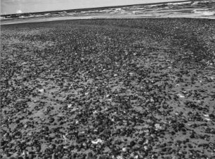 Strand : Blick über den Strand mit angespültem Strandgut auf das Meer.