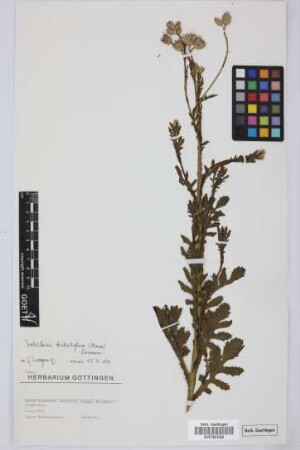 Volutaria tubuliflora (Murb.) Sennen
