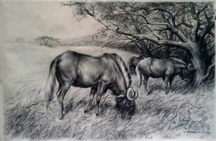 Savanne mit Gnus