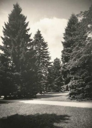 Elbtallandschaft. Schloß Pillnitz. Baumgruppe im Schloßpark, Koniferengruppe vor der Orangerie