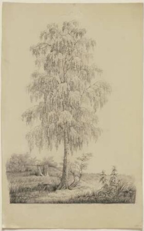 Baumstudie