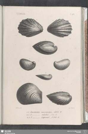 Pl. 403