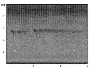 Großes Heupferd | Tettigonia viridissima - Stridulation
