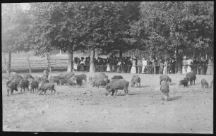 Moritzburg. Fütterung der Wildschweine
