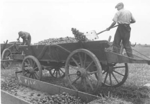Herbst 1940. Kartoffelernte auf einem Feld im Kreis Stormarn. Ein Landarbeiter entlädt einen Wagen