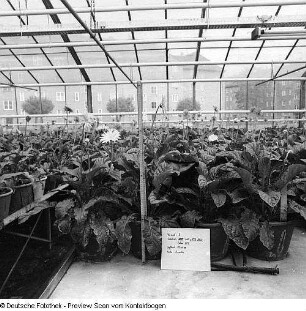 Gärtnerische Produktionsgenossenschaft (GPG) Floradreß (Gewächshäuser und Freilandbeete)