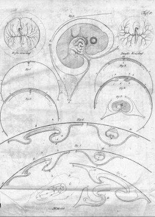 Tafel 8 : zur Isis Heft III. 1818
