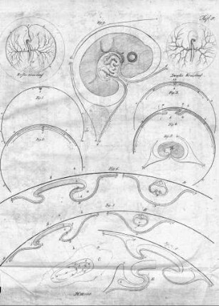 Tafel 8 : zur Isis Heft III. 1818
