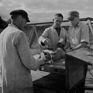 Archivfotografie "motive_tiere_tierzucht_pelztiere_368neg"