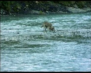 Canis lupus (Canidae) - Lachsfang