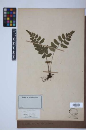 Asplenium abscissum